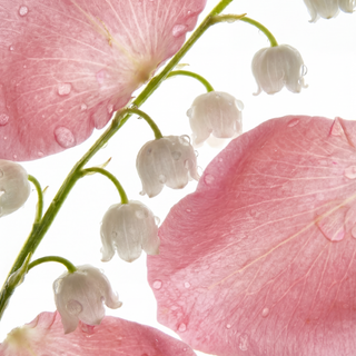 Rose & Muguet Eau de Parfum